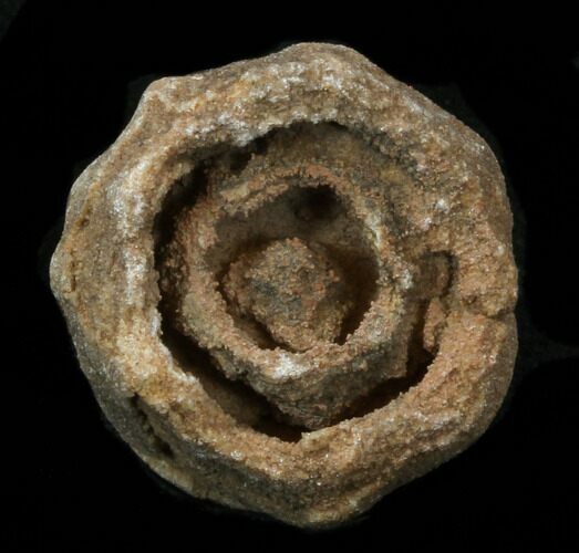 Flower-Like Sandstone Concretion - Pseudo Stromatolite #34221
